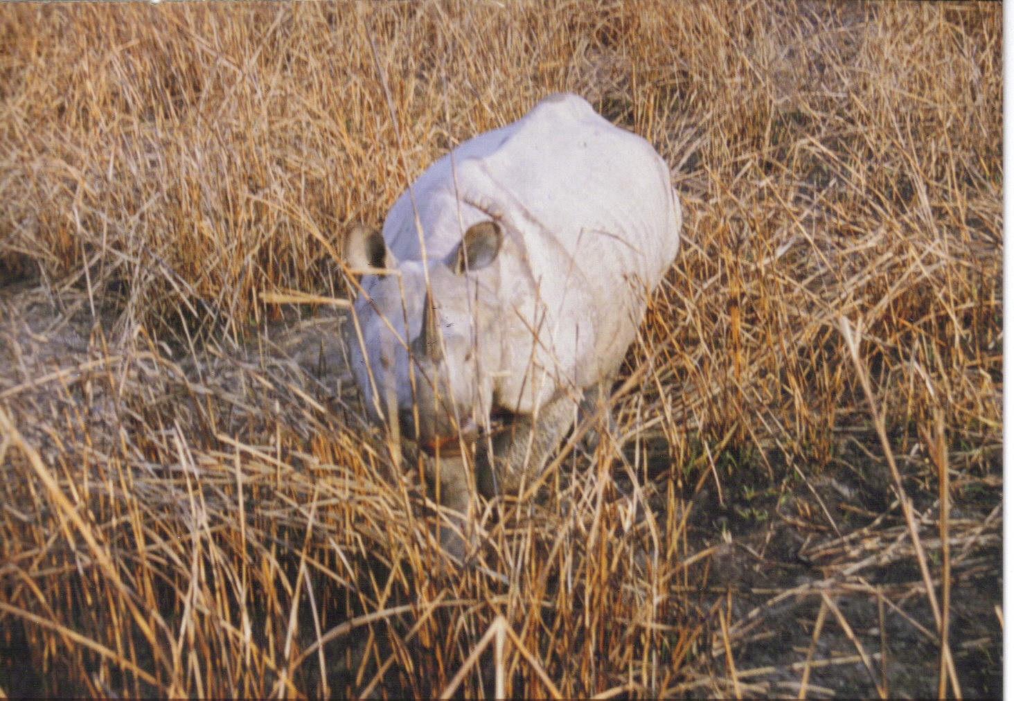Kaziranga — Rhino Resource Center