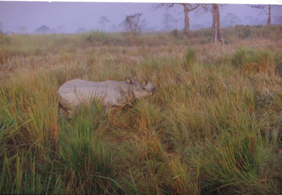 Kaziranga