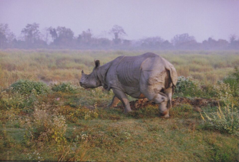 Kaziranga