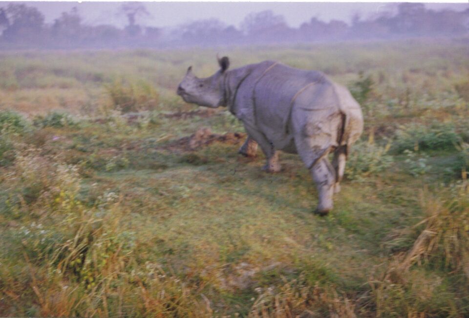 Kaziranga