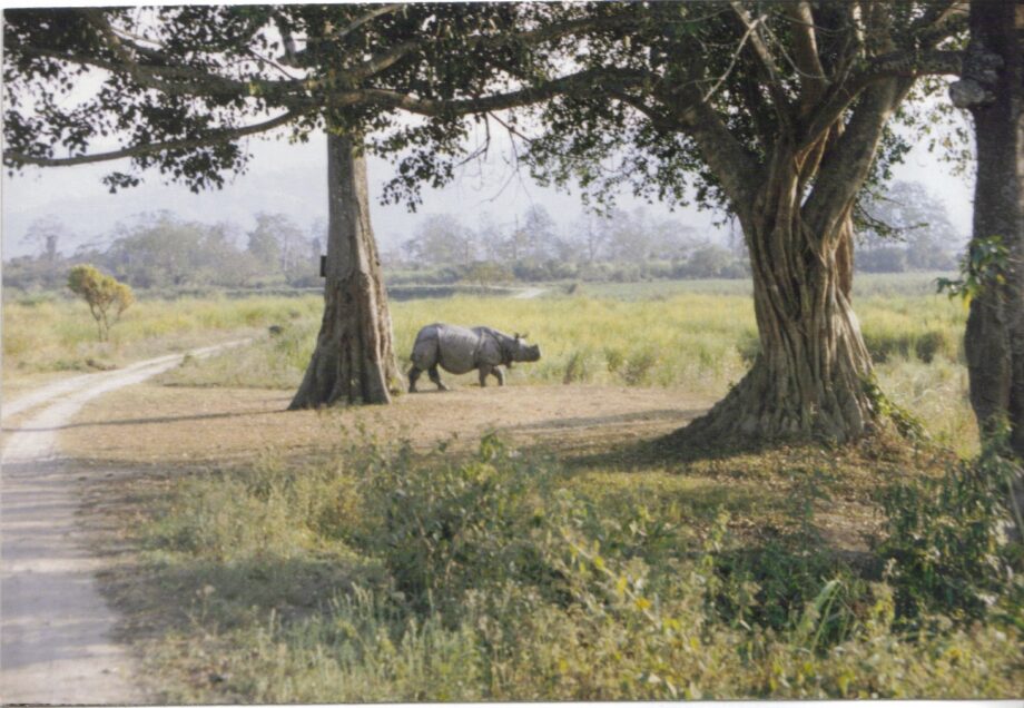 Kaziranga