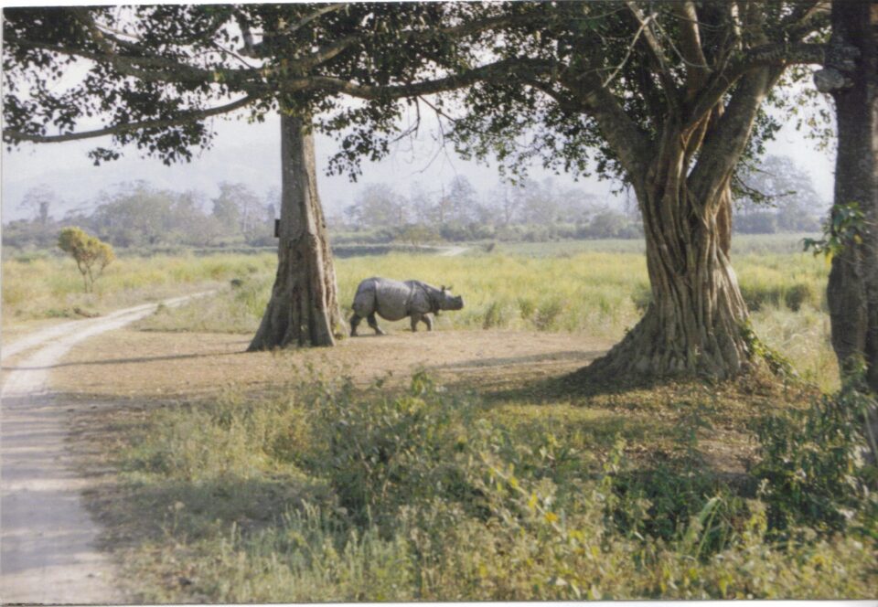 Kaziranga