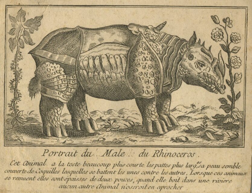 Paris 1749 Portrait male rhinoceros