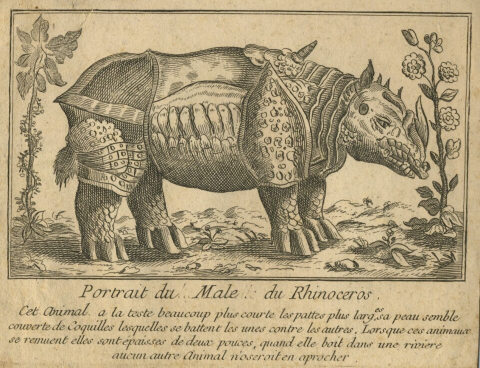Paris 1749 Portrait male rhinoceros