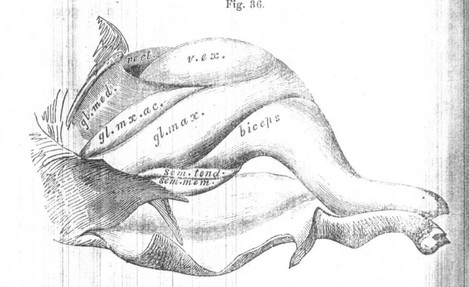 Haughton 1867