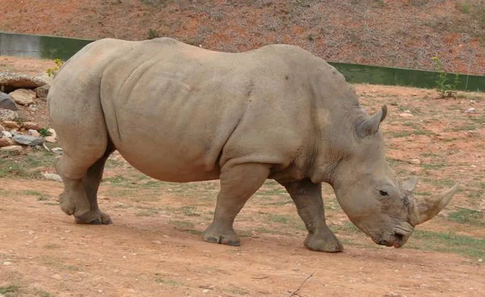 North Carolina Zoo