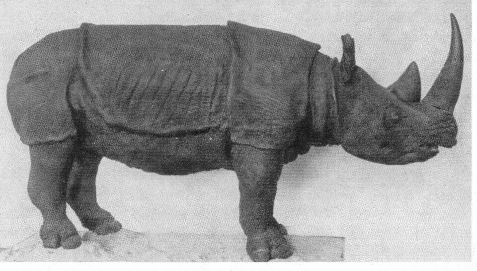 Rhinoceros cucullatus