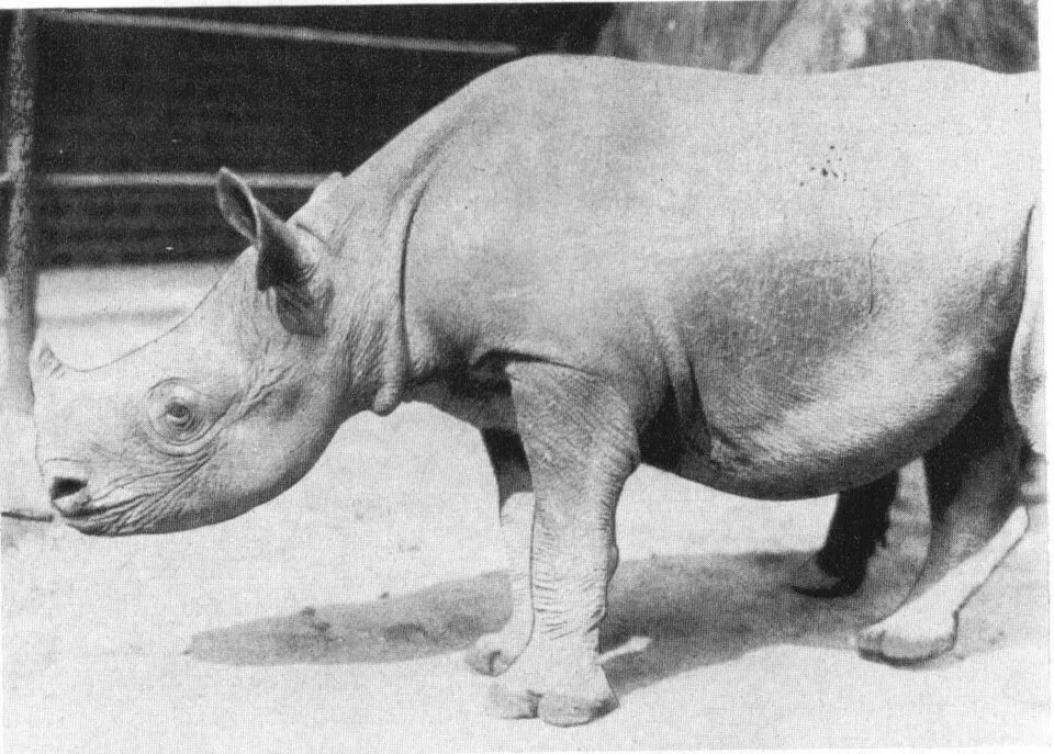 Hagenbeck 1925