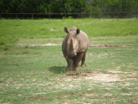 Fossil Rim #1419