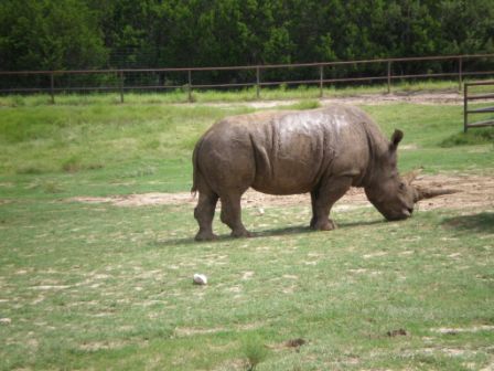 Fossil Rim #612