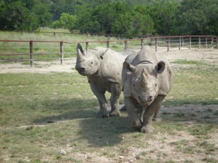Fossil Rim #462
