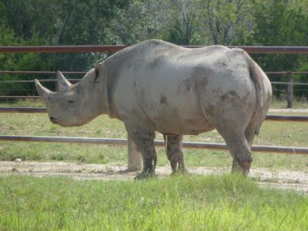 Fossil Rim #609