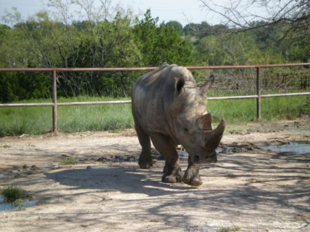 Fossil Rim Wildlife Center