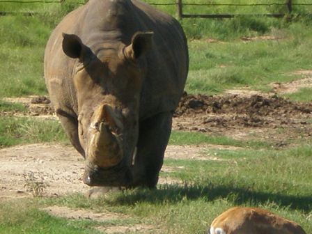 Fossil Rim #618
