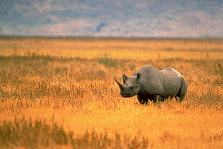 Black Rhino Tanzania