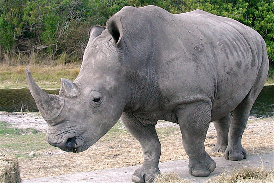 White Rhino