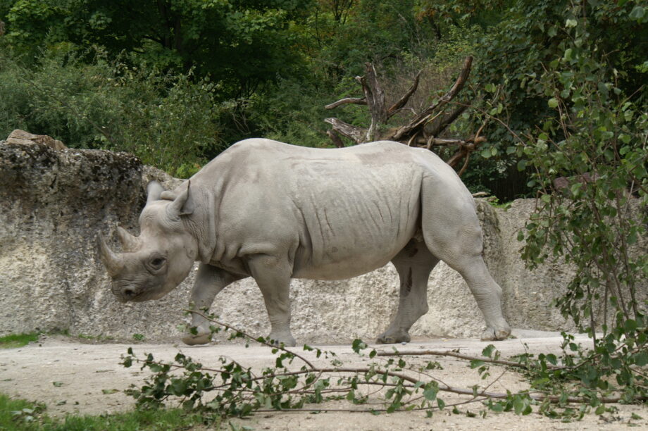 Black Rhino