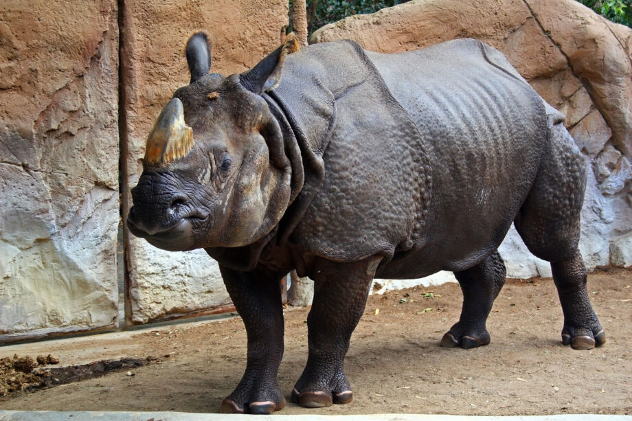 Indian Rhino