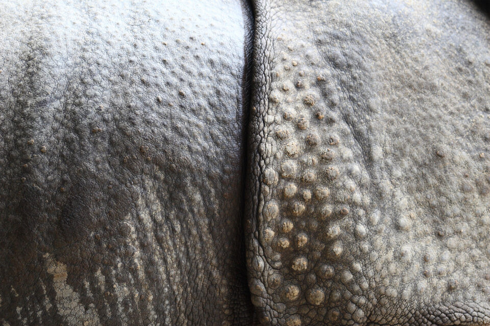 Indian Rhino Skin