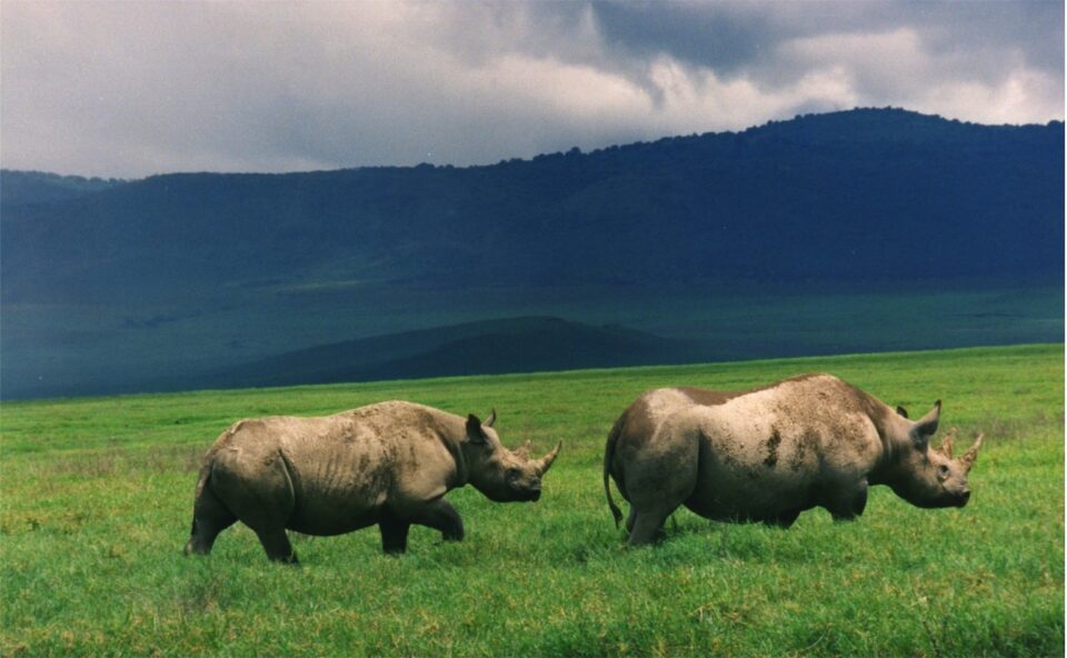 Black Rhinos Ngorongoro