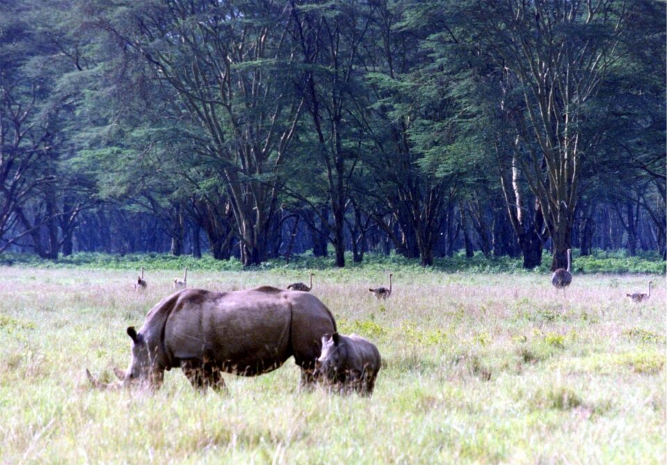 White Rhinos Lake Nakuru