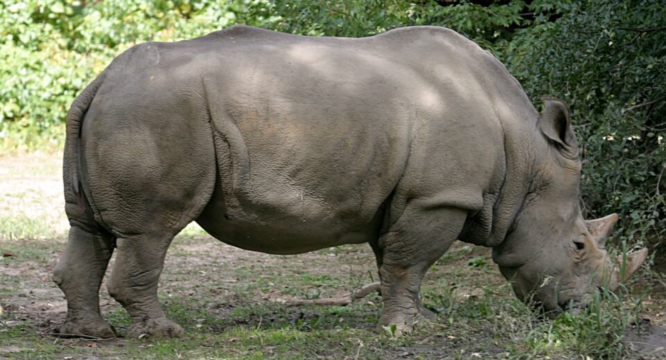 White Rhino