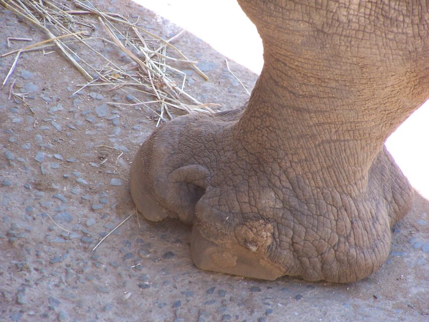 White Rhino Hoof