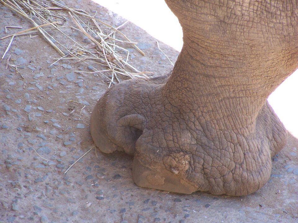 White Rhino Hoof
