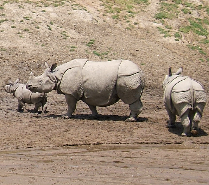 Indian Rhinos