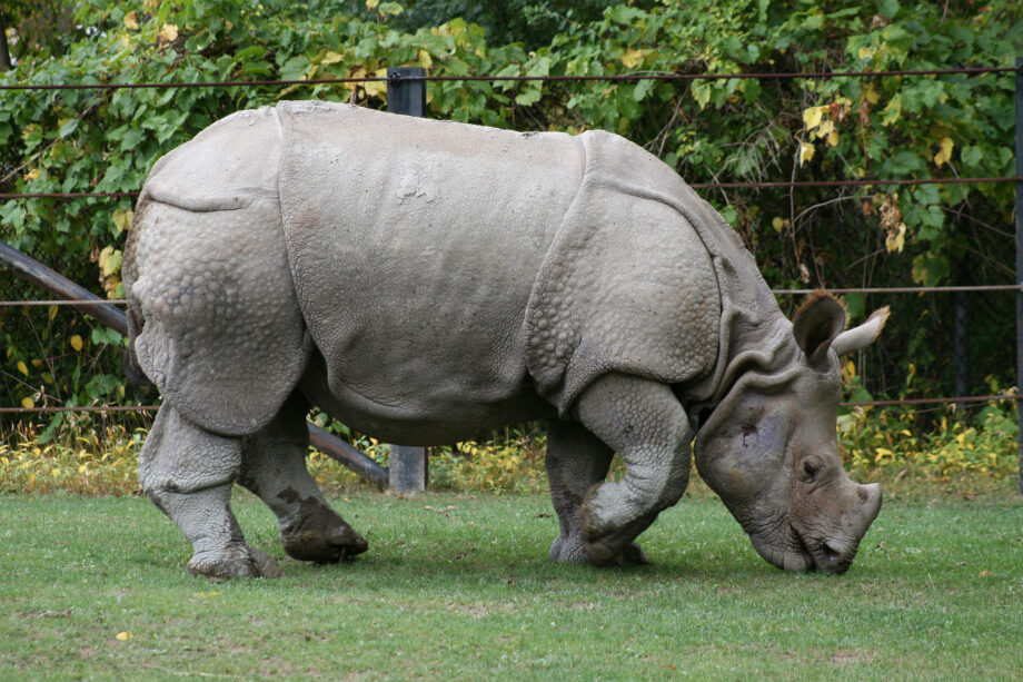 Indian Rhino