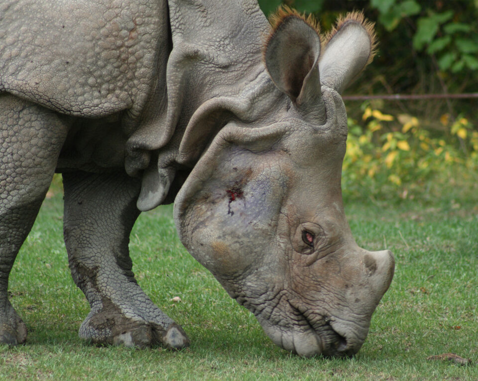 Indian Rhino