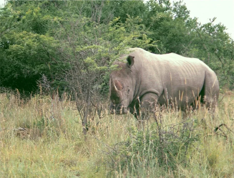 White Rhino