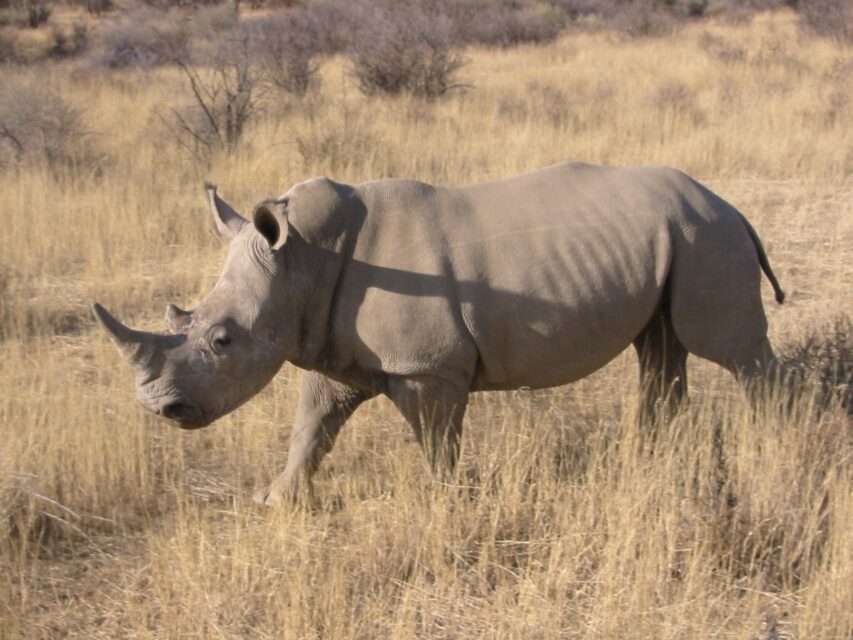White Rhino Namibia