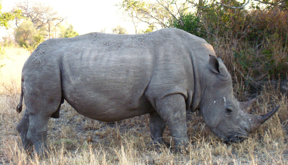 Male White Rhino
