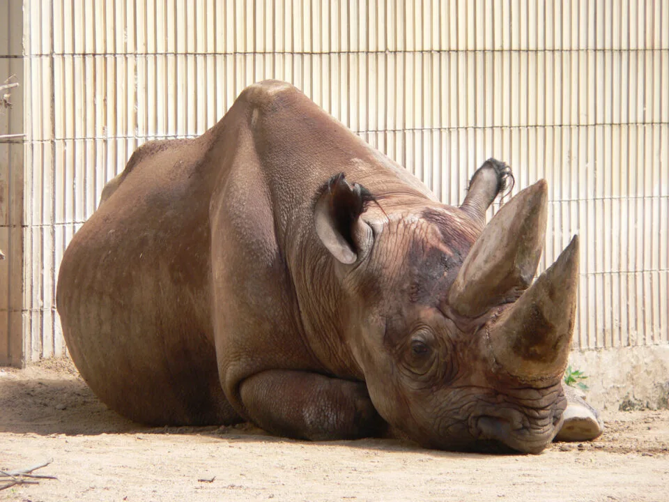 Black Rhino Frankfurt