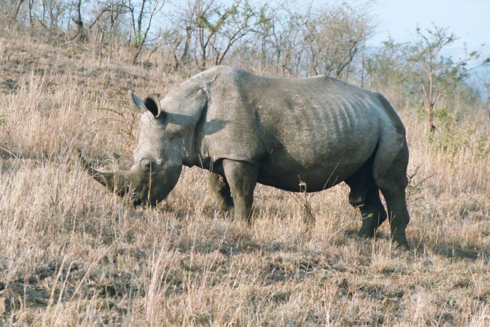 White Rhino Grazing
