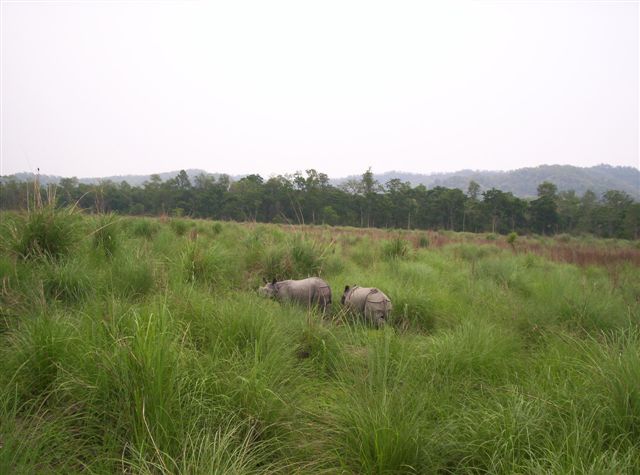 Indian Rhinos Chitwan