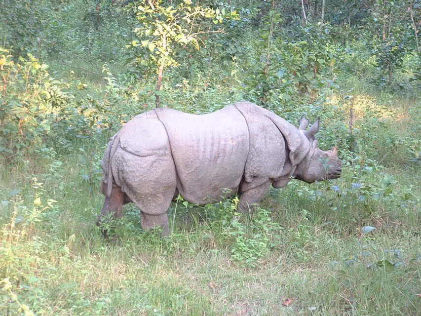 Indian Rhino Chitwan