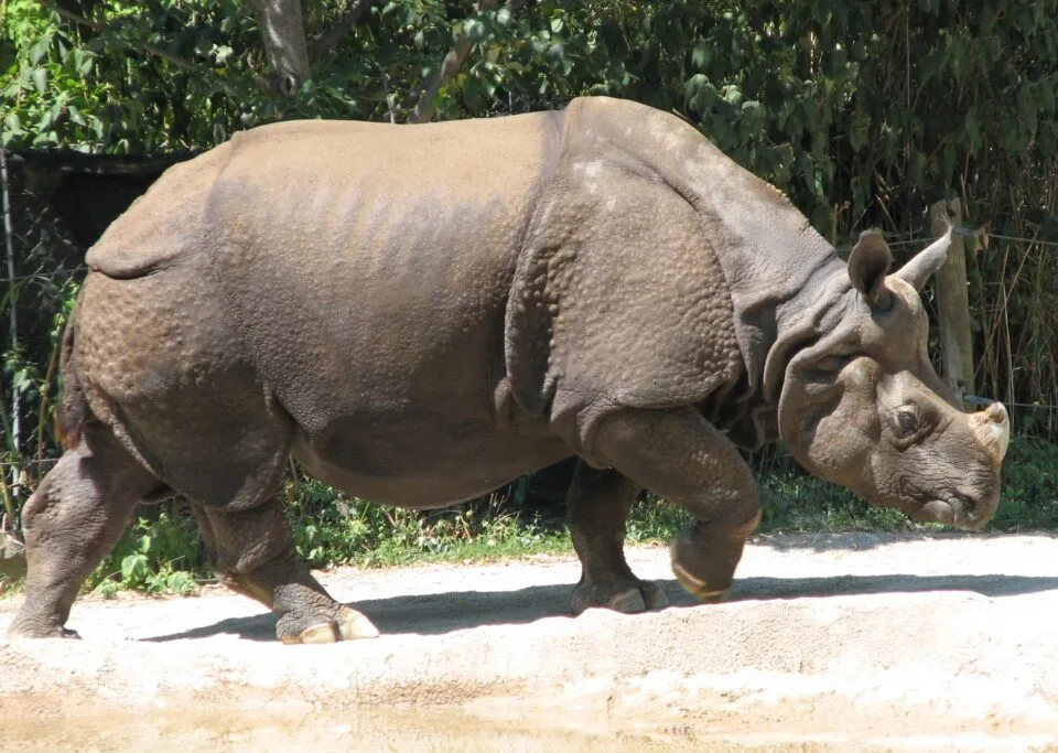 Indian Rhino Cincinnati