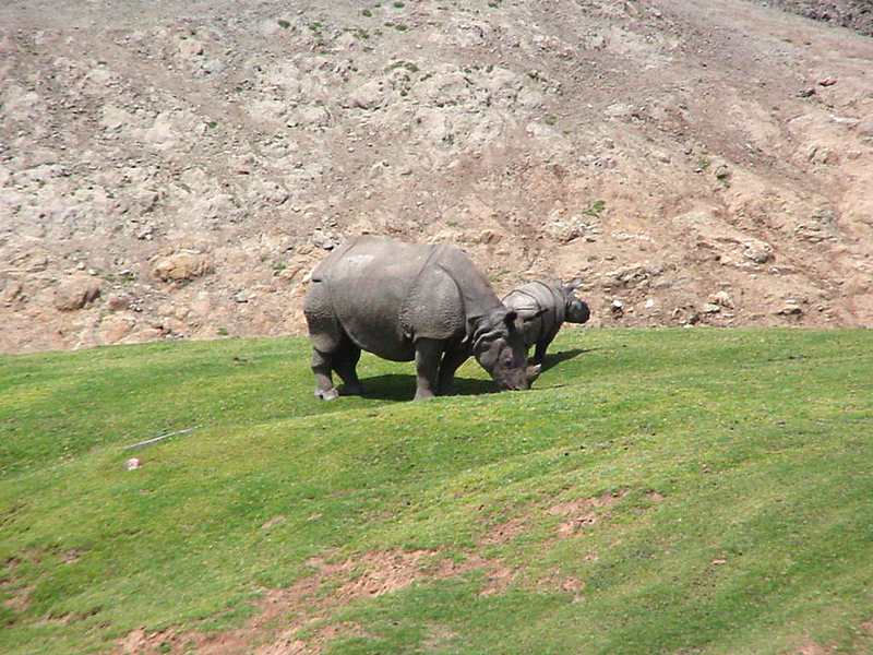 Indian Rhino