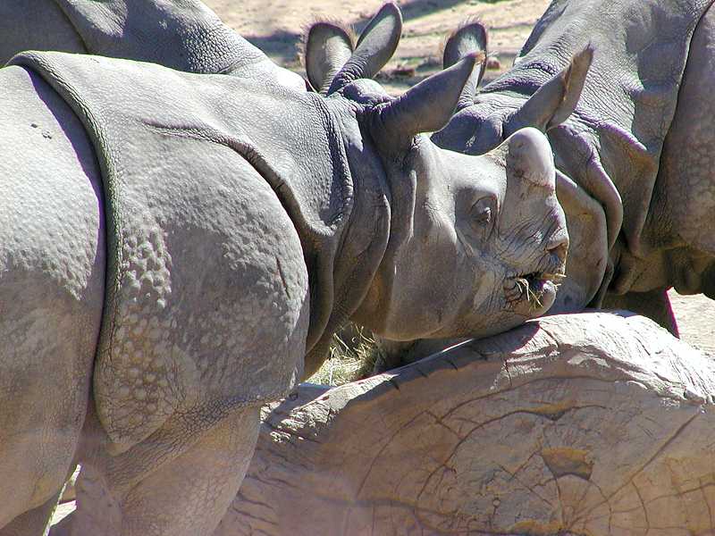 Indian Rhino