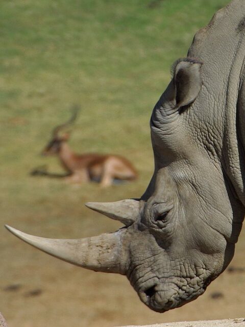 White Rhino