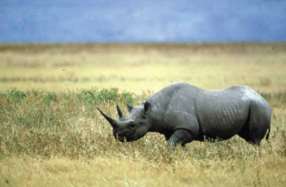 Black Rhino