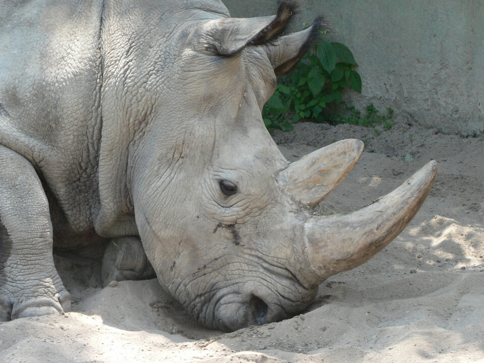 Northern White Rhino