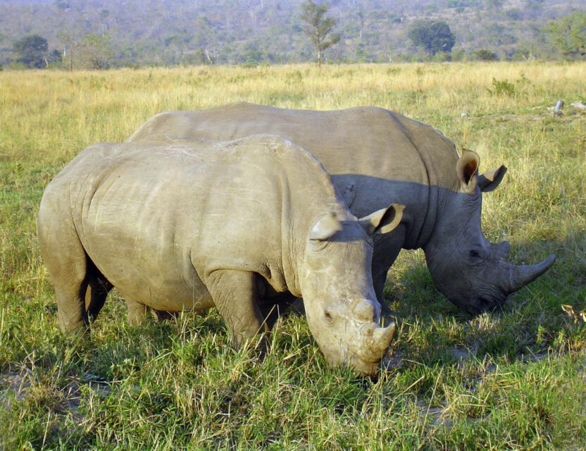 White Rhino