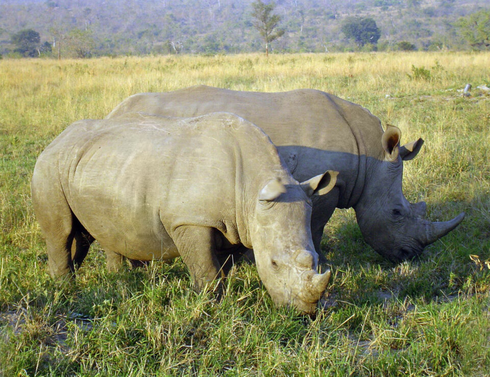 White Rhino