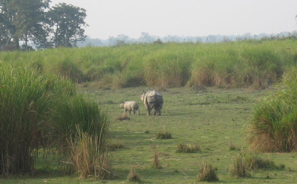 Indian Rhinoceros Kaziranga