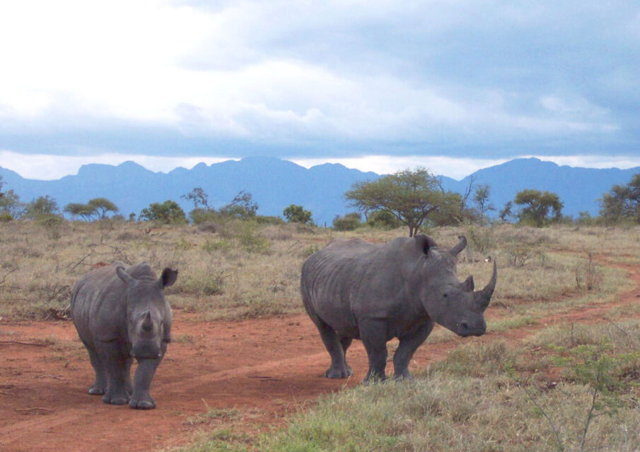 White Rhinos