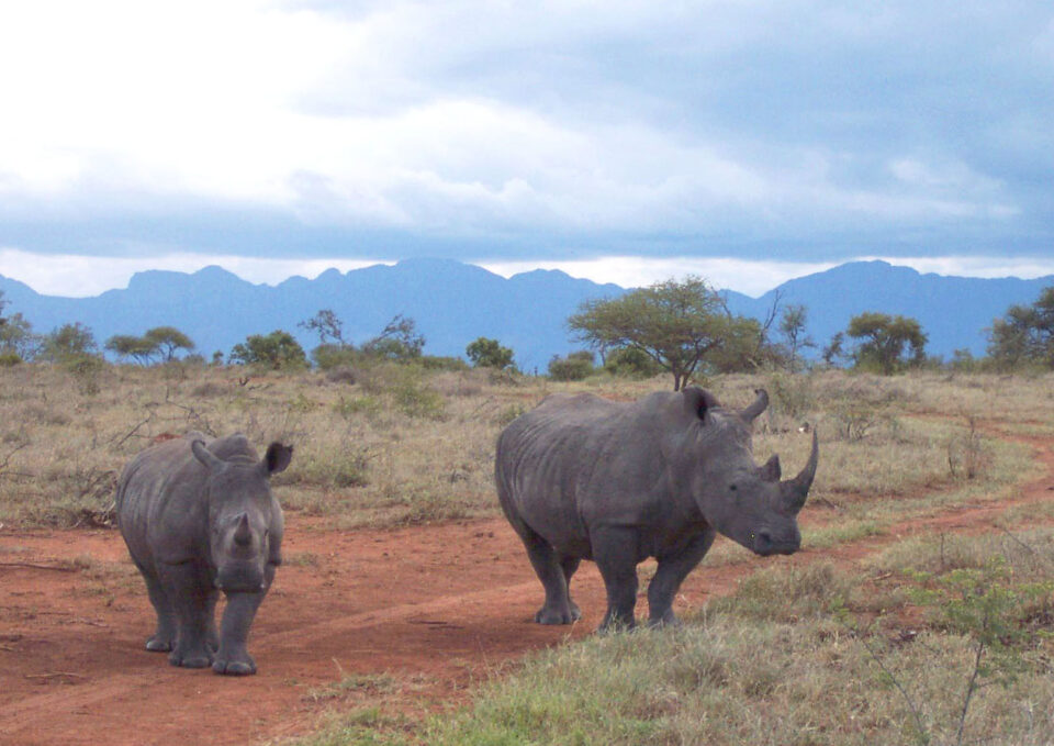 White Rhinos