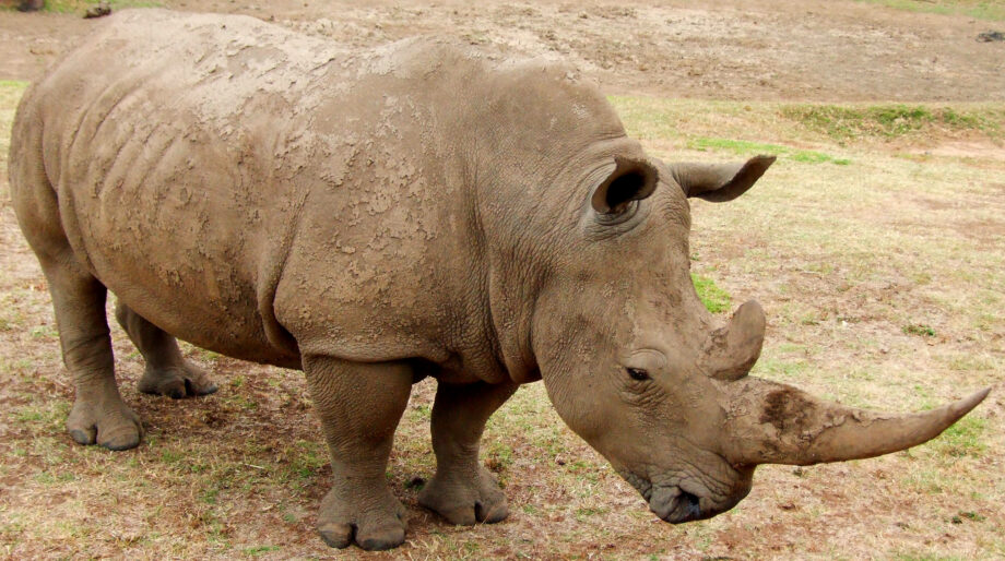 White Rhino Australia